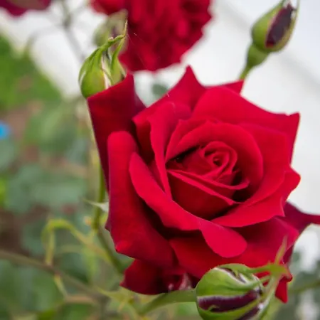 Zoi Apartmens Antonis Botsis *