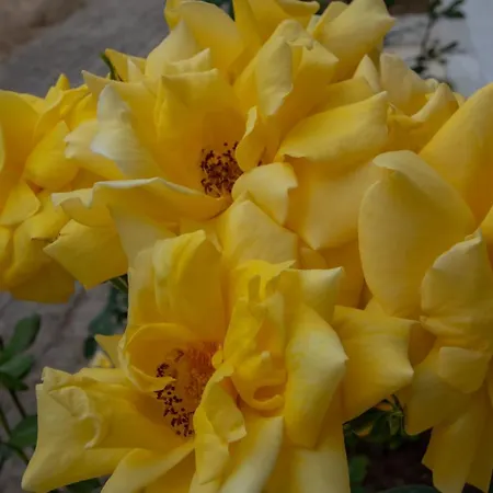 Zoi Apartmens Antonis Botsis Lejlighed *